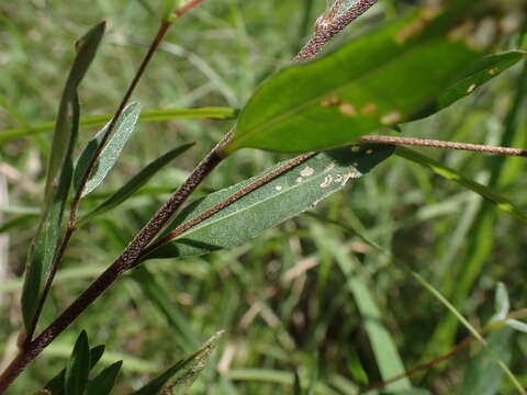 Imagem de Oenothera fruticosa subsp. fruticosa