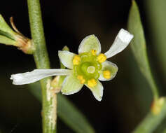 Image de Glossopetalon spinescens var. aridum M. E. Jones