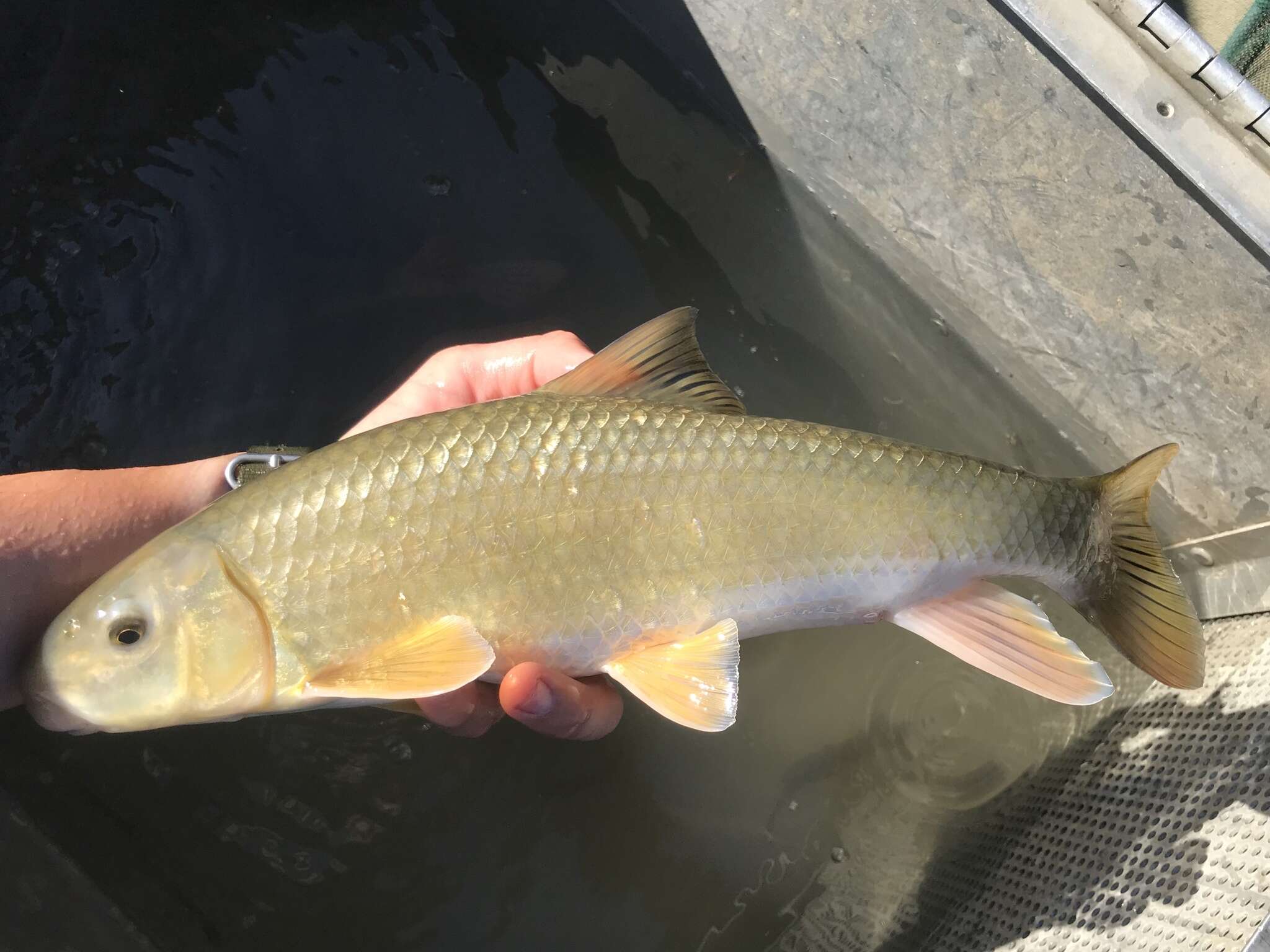 Image of Gray Redhorse