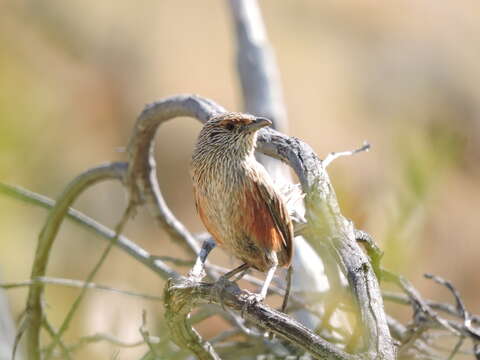 Image of Kalkadoon Grasswren