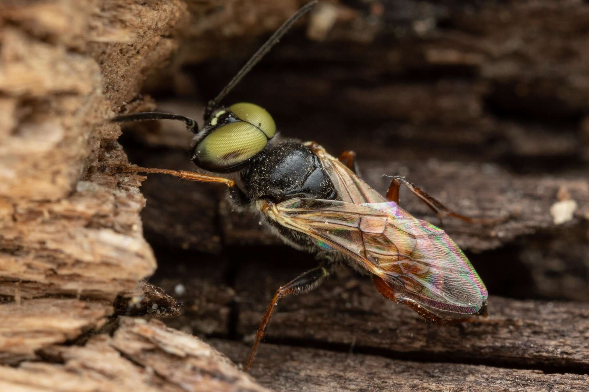 Image of Dryudella tricolor (Vander Linden 1829)