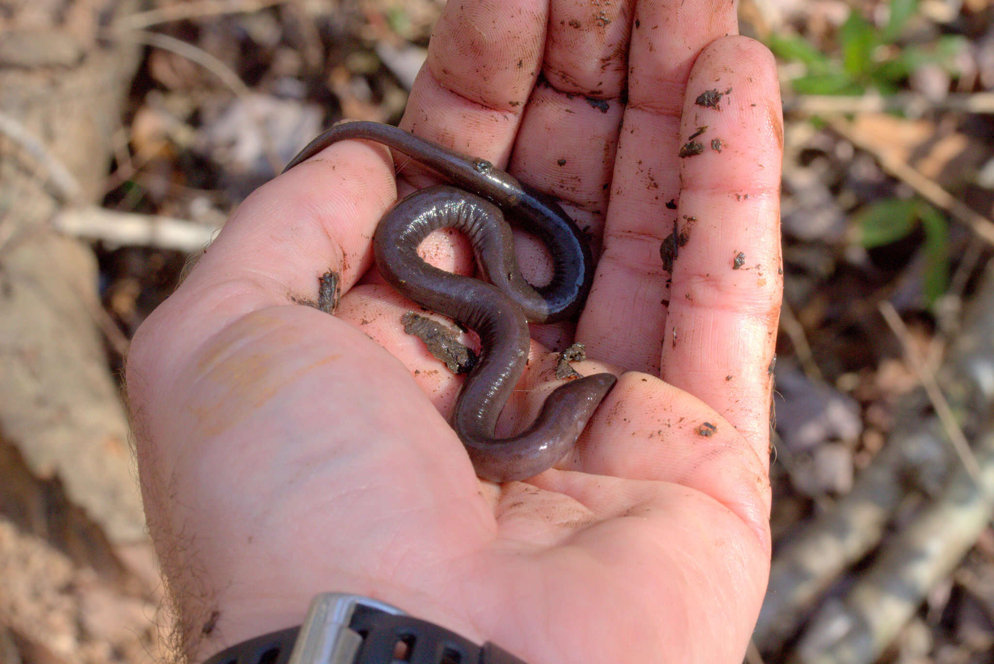 Plancia ëd Amphiuma pholeter Neill 1964