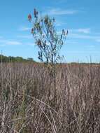 Image de Buddleja thyrsoides Lam.