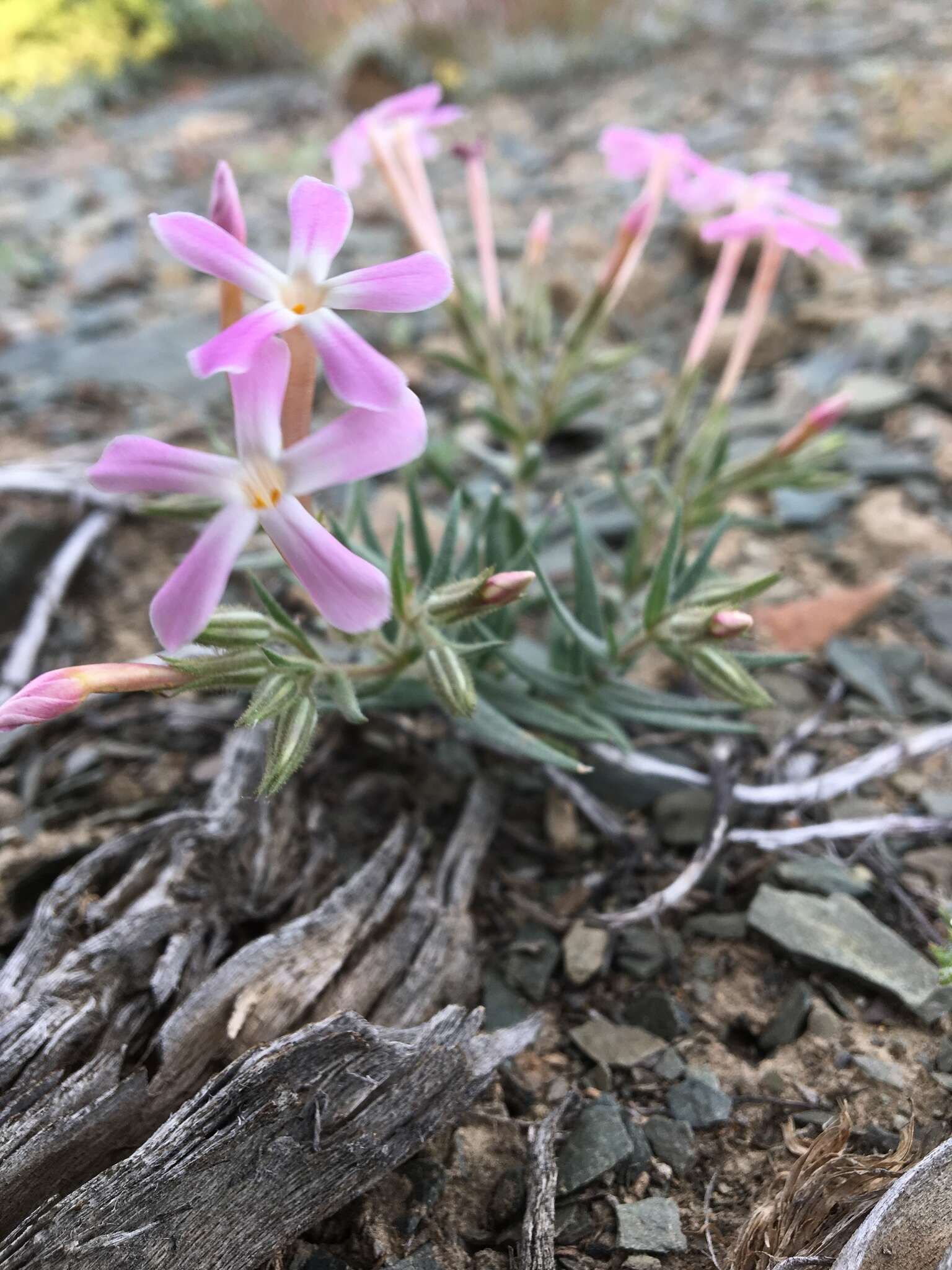 Imagem de Phlox stansburyi subsp. superba (Brand) Wherry