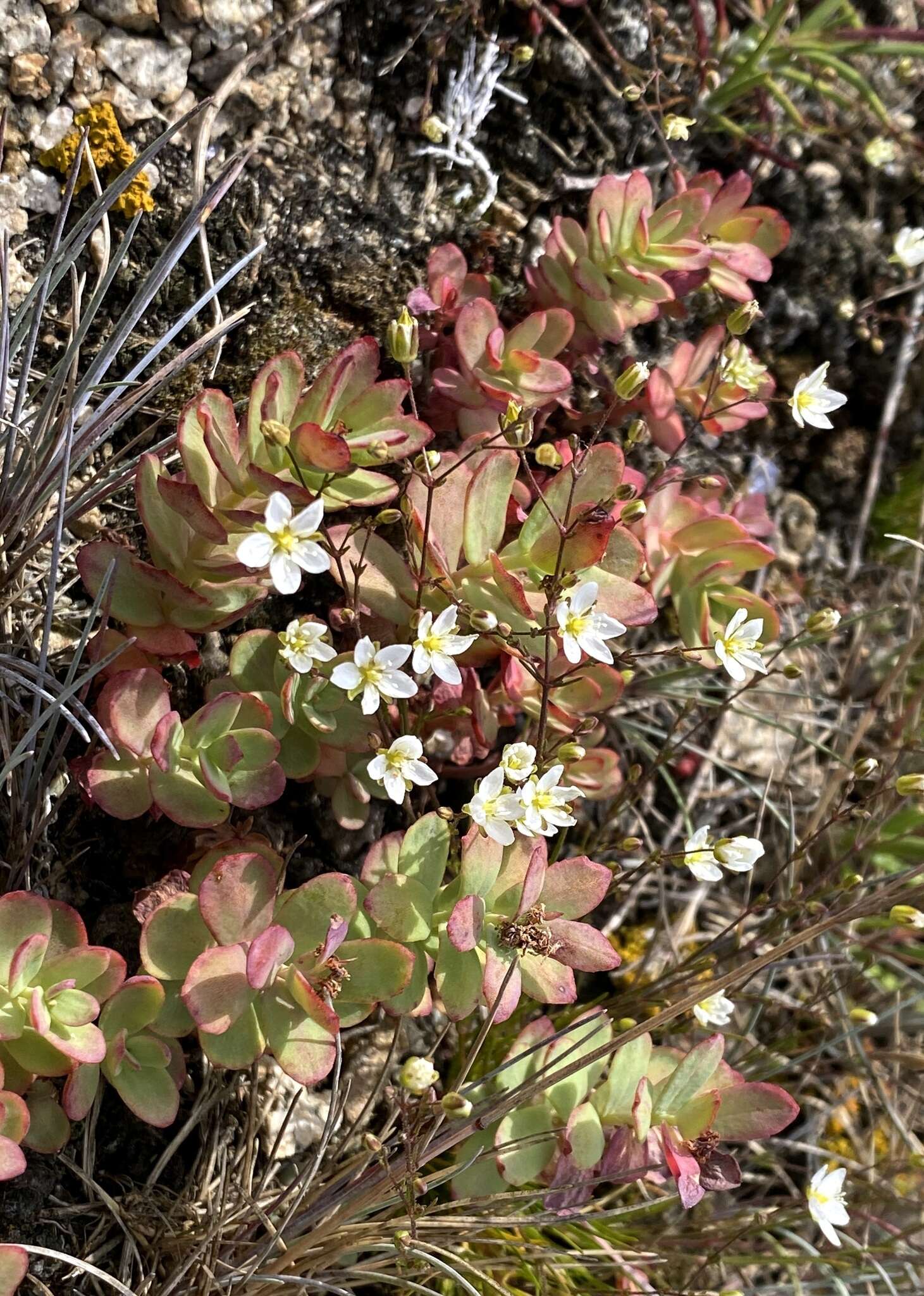 Image of knotted pearlwort