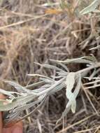 Image of white sagebrush