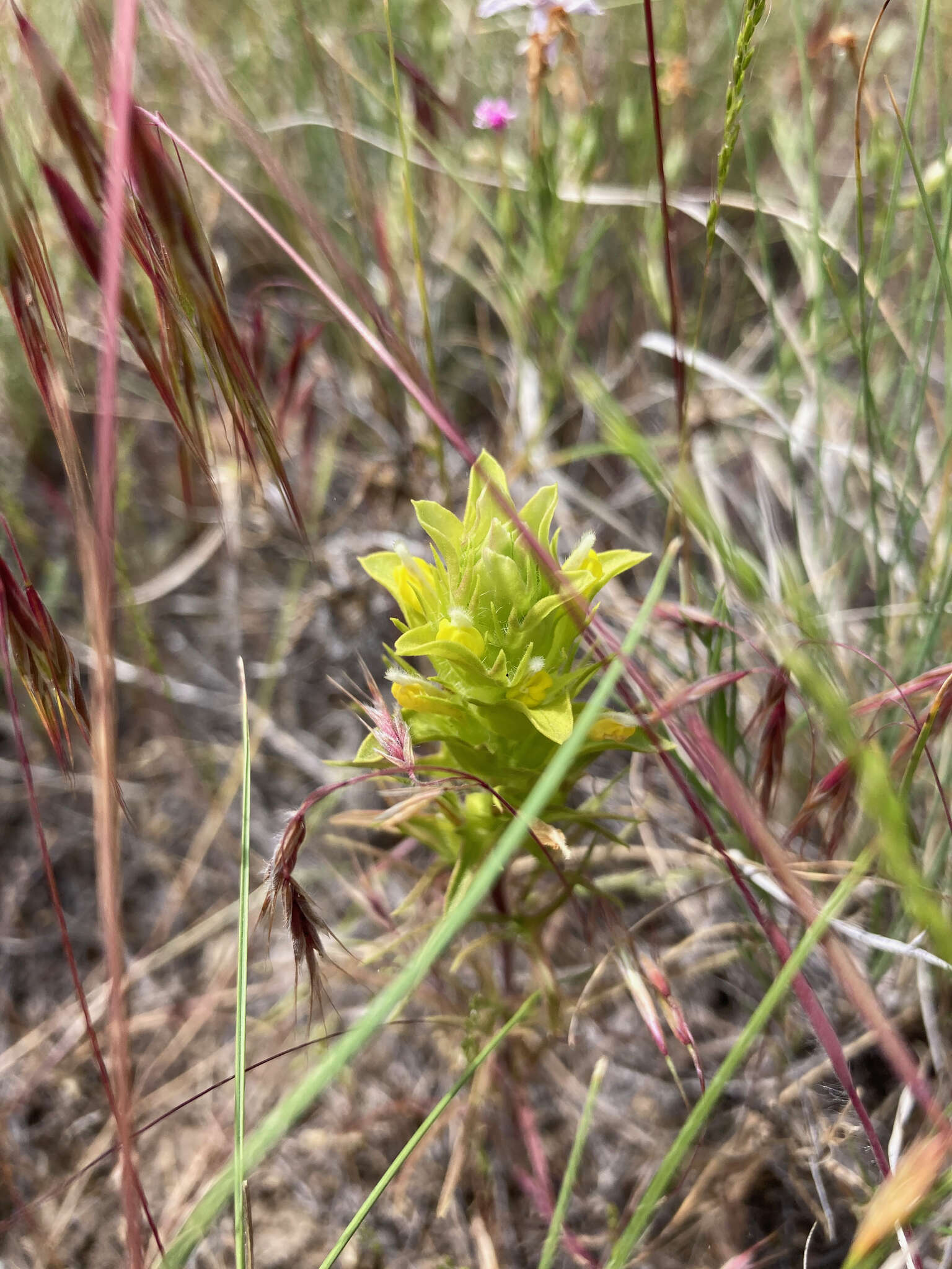 Plancia ëd Orthocarpus barbatus J. S. Cotton