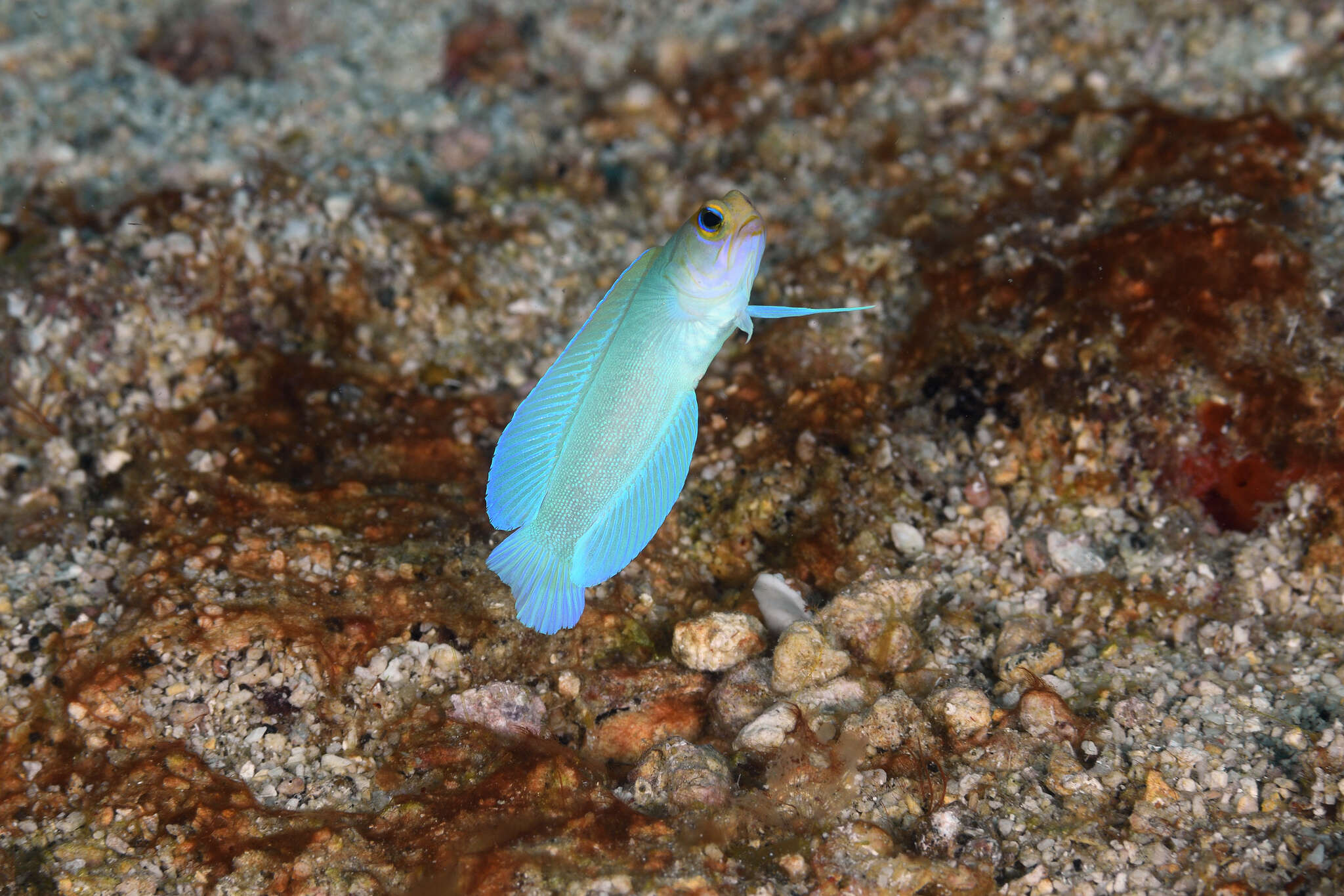 Image of Yellowhead Jawfish