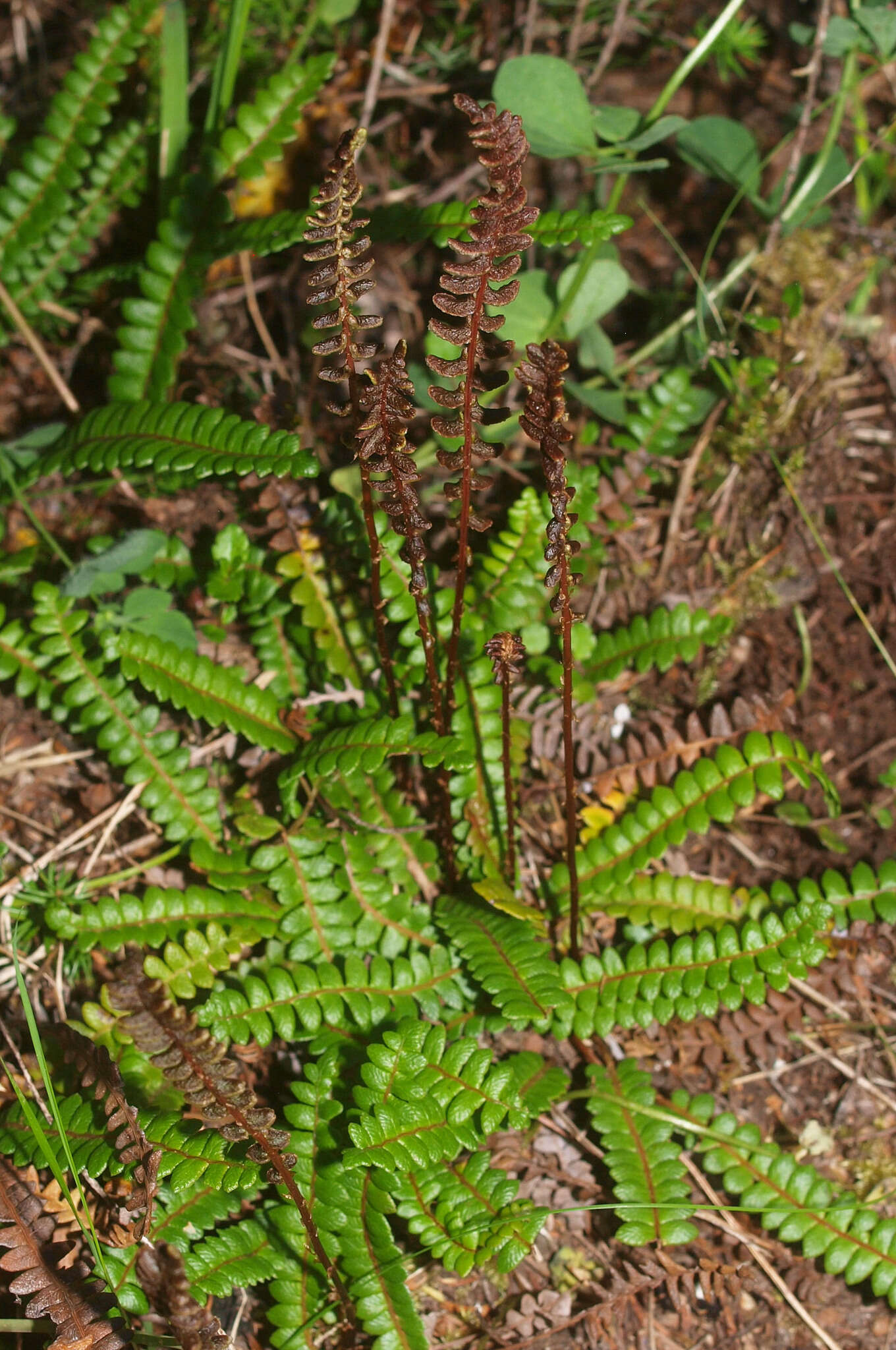 Plancia ëd Austroblechnum penna-marina subsp. alpina (R. Br.)