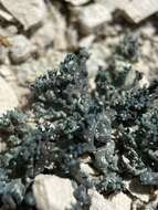 Image of hispid agrestia lichen