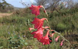 Imagem de Gladiolus meridionalis G. J. Lewis