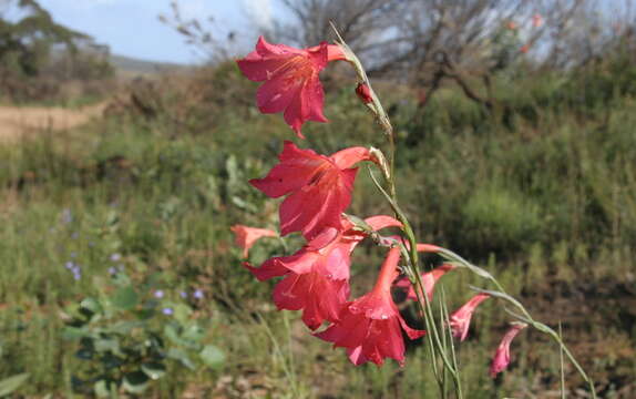 Image of Gladiolus meridionalis G. J. Lewis