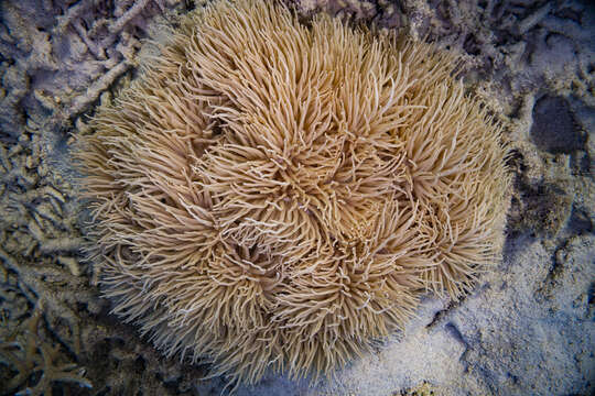 Image of Sebae Anemone