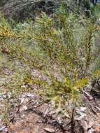 Image of Daviesia acicularis Sm.