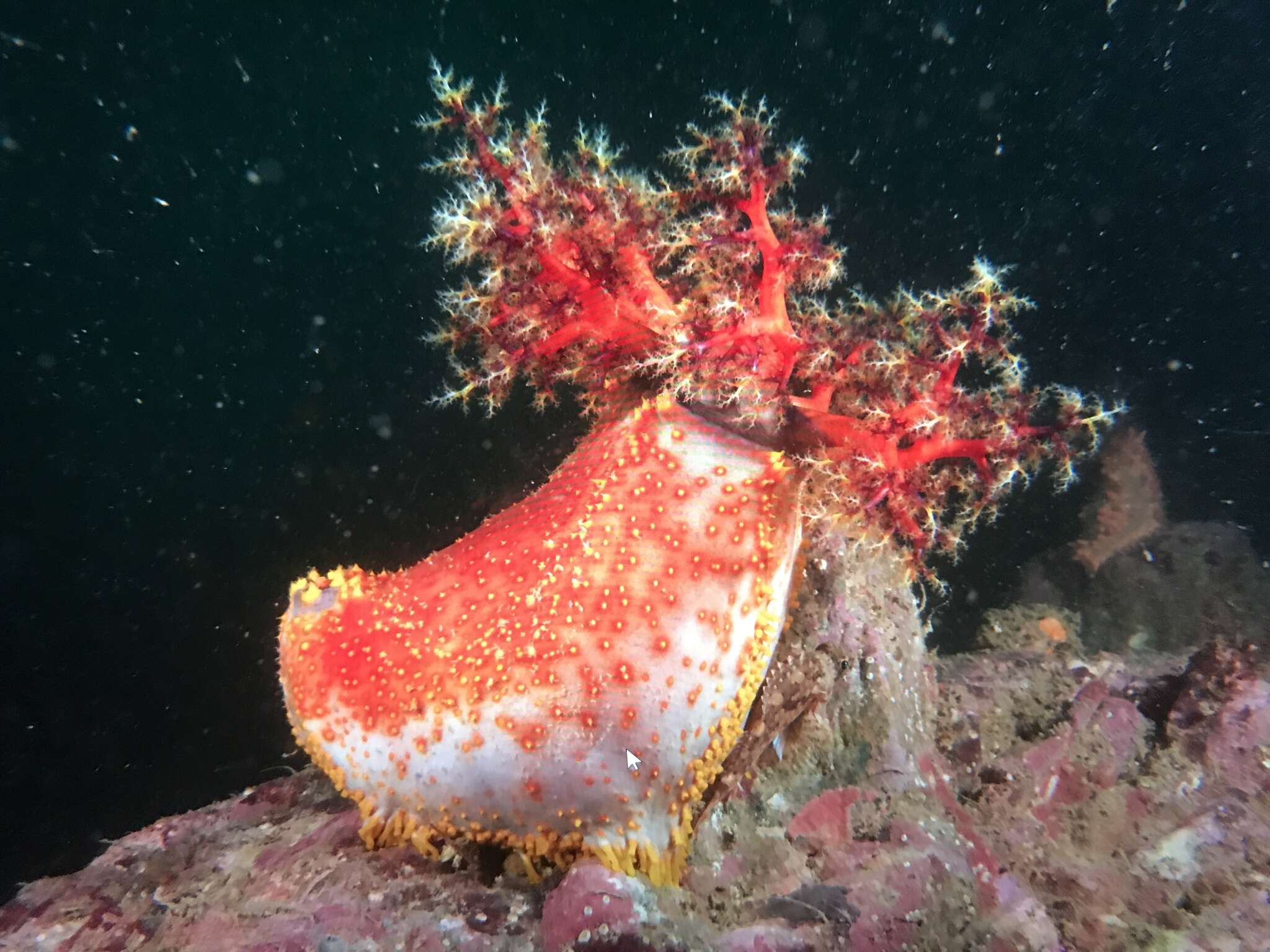 Image of Pseudocolochirus Pearson 1910