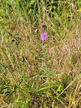 Image of Nieuwland's blazing star