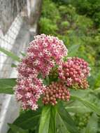 Sivun Asclepias incarnata subsp. incarnata kuva