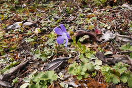 Image of Cyananthus lobatus Wall. ex Benth.