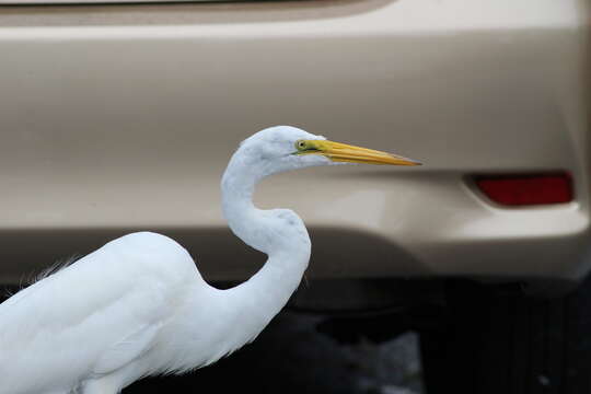 Image of Ardea alba egretta Gmelin & JF 1789