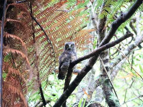 Image of Ninox novaeseelandiae novaeseelandiae (Gmelin & JF 1788)