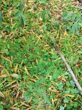 Image of rough hedgeparsley