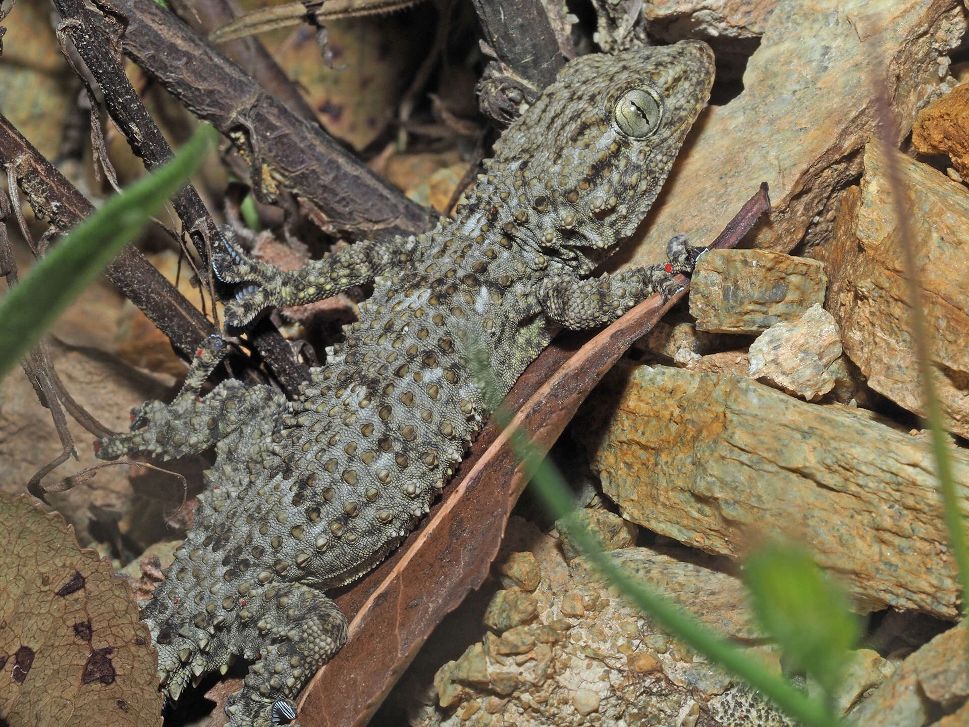 Image of Tarentola mauritanica mauritanica (Linnaeus 1758)