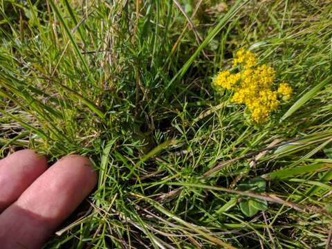 Image of common lomatium