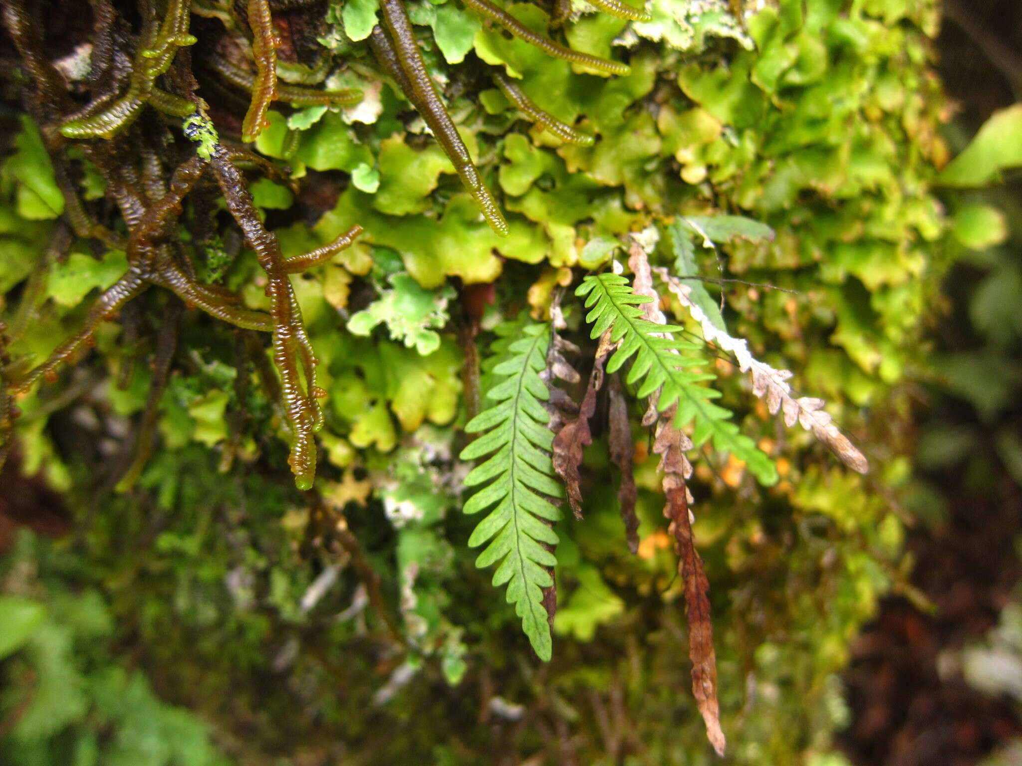 Image of Notogrammitis heterophylla (Labill.) Parris