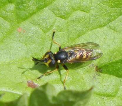 Image of Conops flavipes Linnaeus 1758