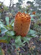 Sivun Banksia ornata F. Müll. ex Meissn. kuva