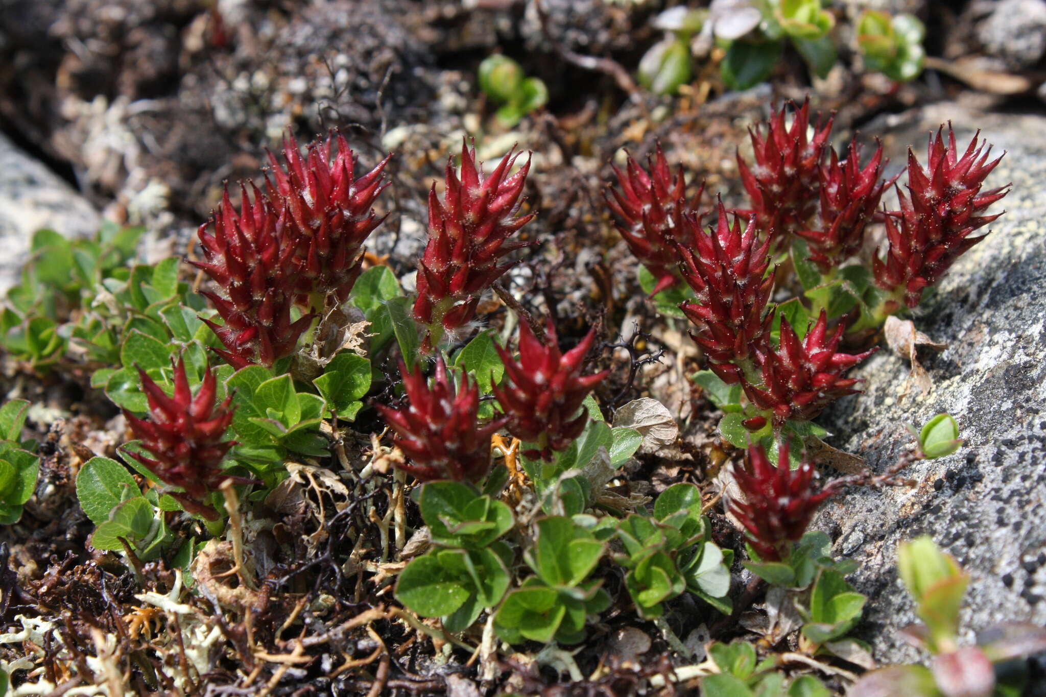 Image de Salix uva-ursi Pursh