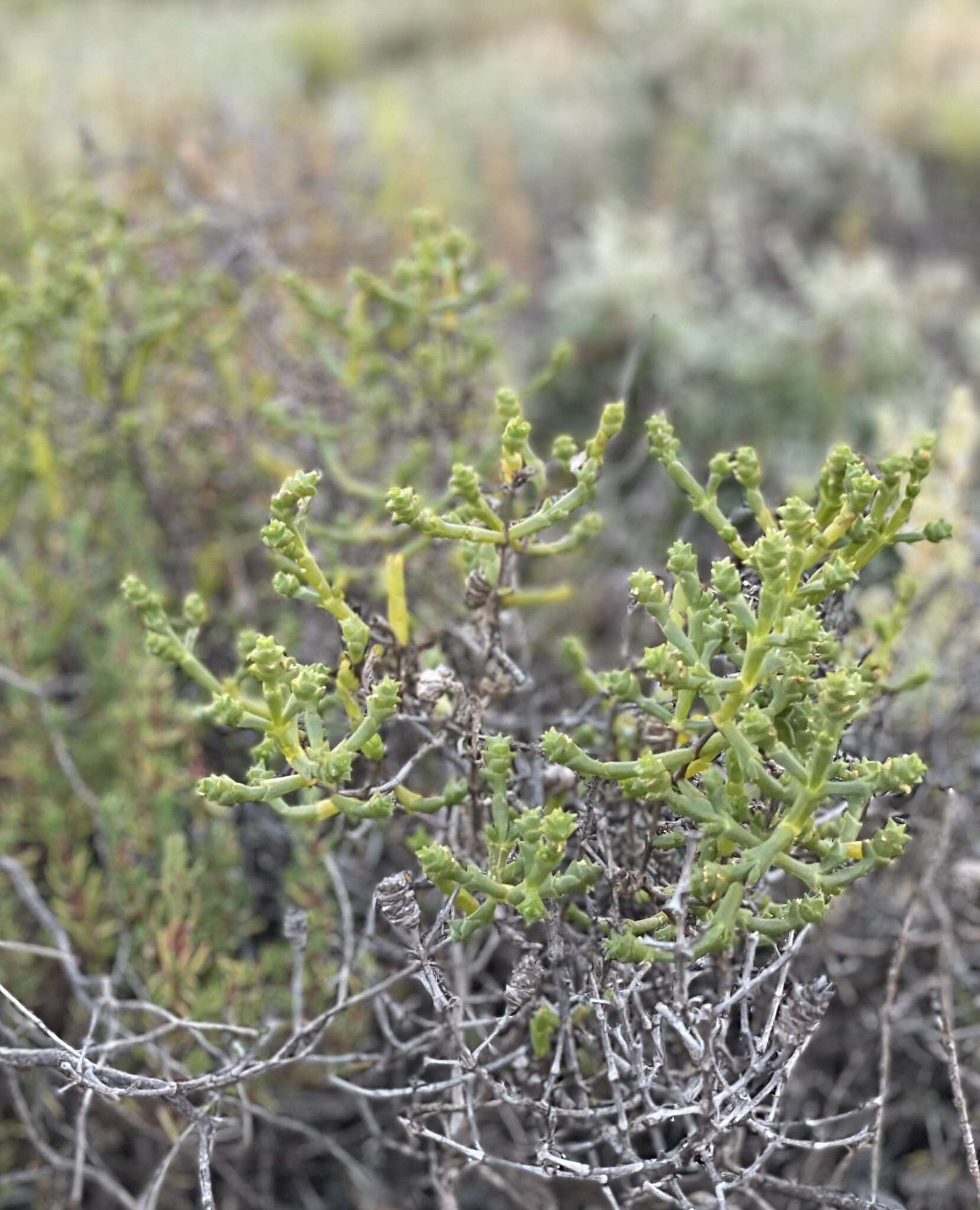 Sivun Tecticornia triandra (F. Müll.) K. A. Sheph. & Paul G. Wilson kuva