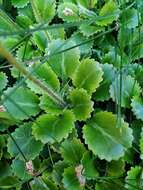 Image of Saxifraga urbium D. A. Webb