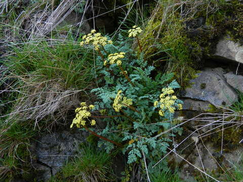 Слика од Lomatium salmoniflorum (Coult. & Rose) Mathias & Constance