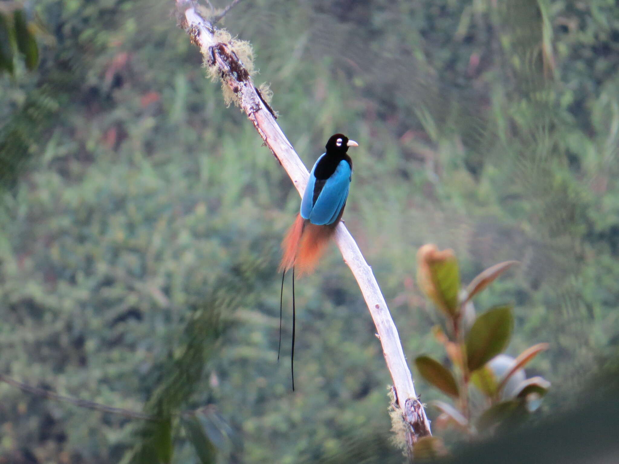 Image of Blue Bird-of-Paradise