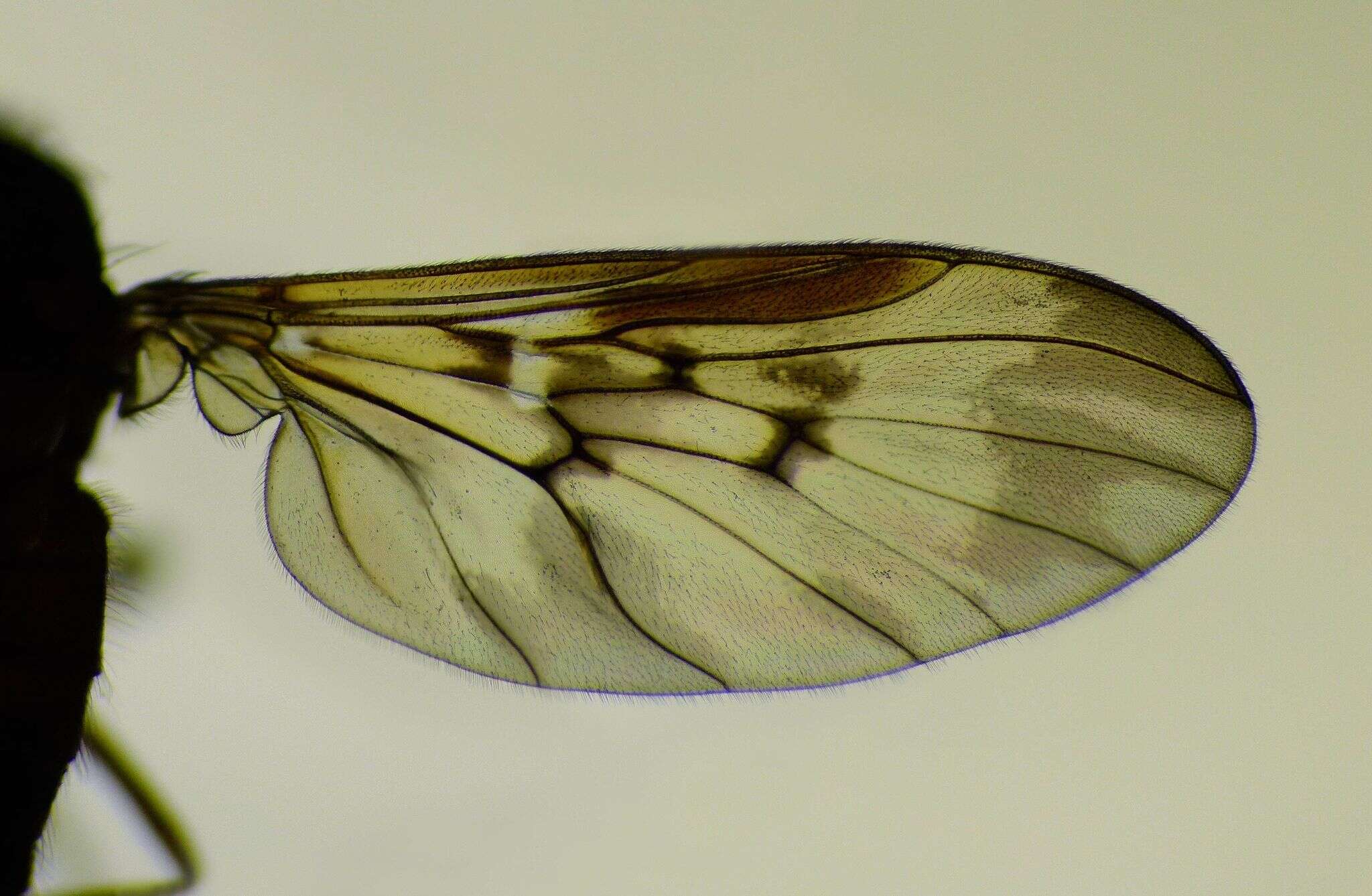Image of Sylvicola neozelandicus (Schiner 1868)