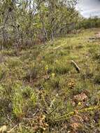 Image of Leucadendron stelligerum I. Williams