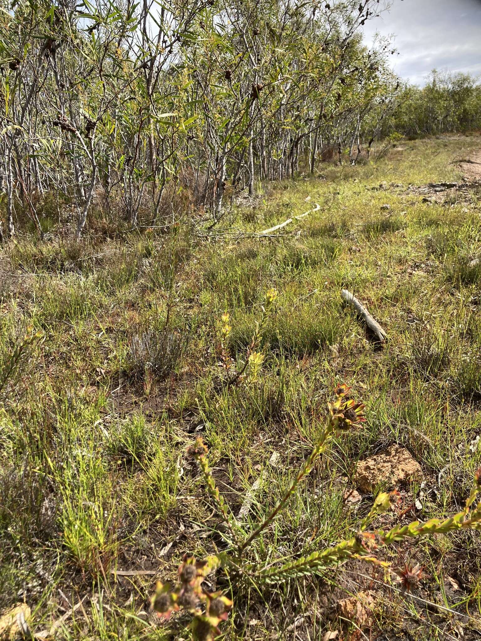 Image of Leucadendron stelligerum I. Williams