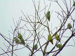 صورة Forpus conspicillatus (Lafresnaye 1848)