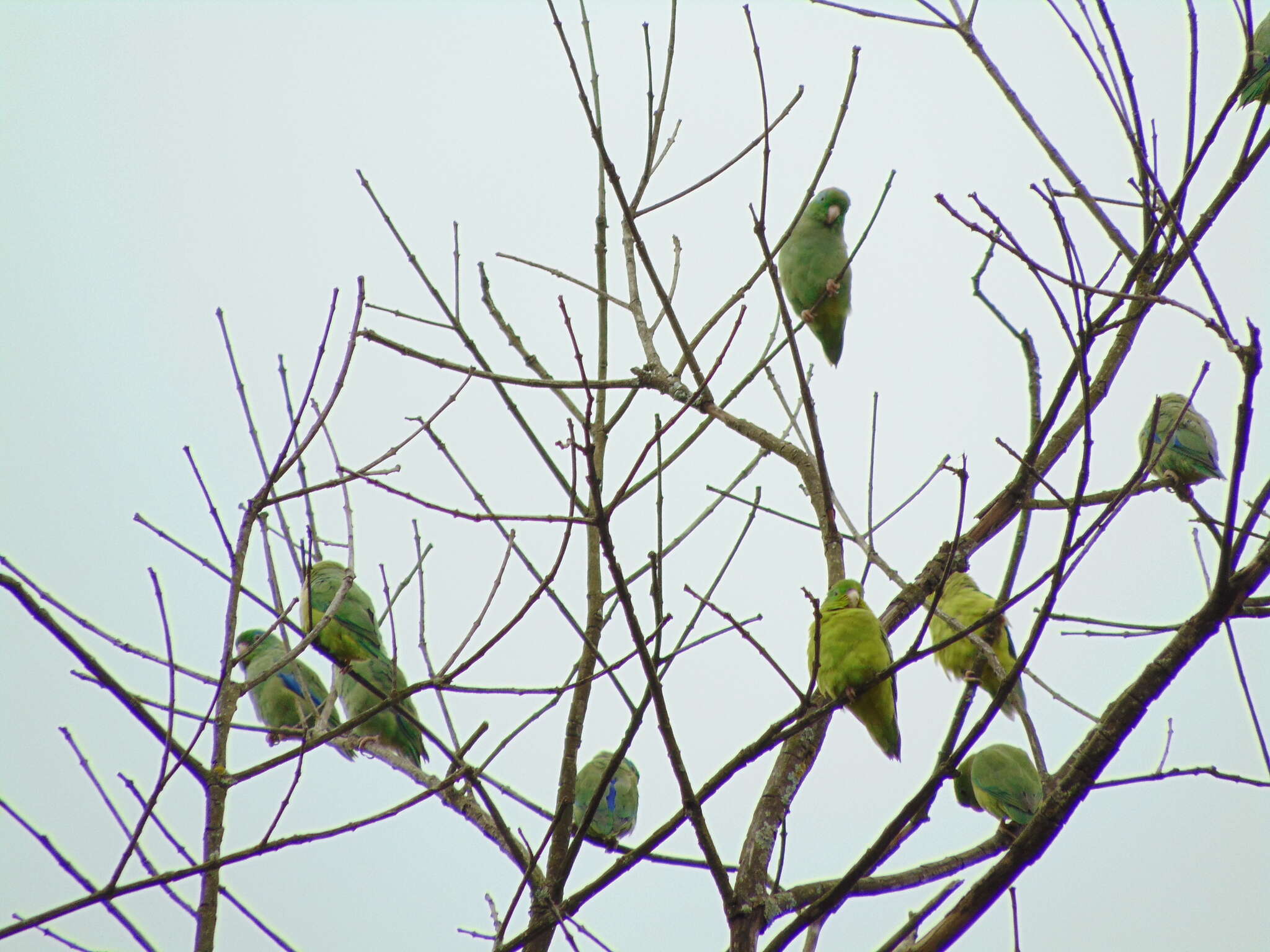 Image of Spectacled Parrotlet