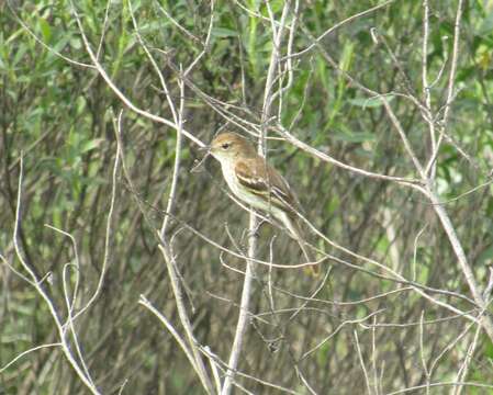 Image of Bran-colored Flycatcher