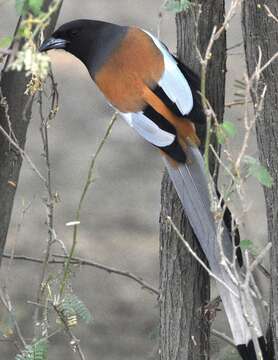 Image of Rufous Treepie