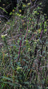 Image of swamp lousewort