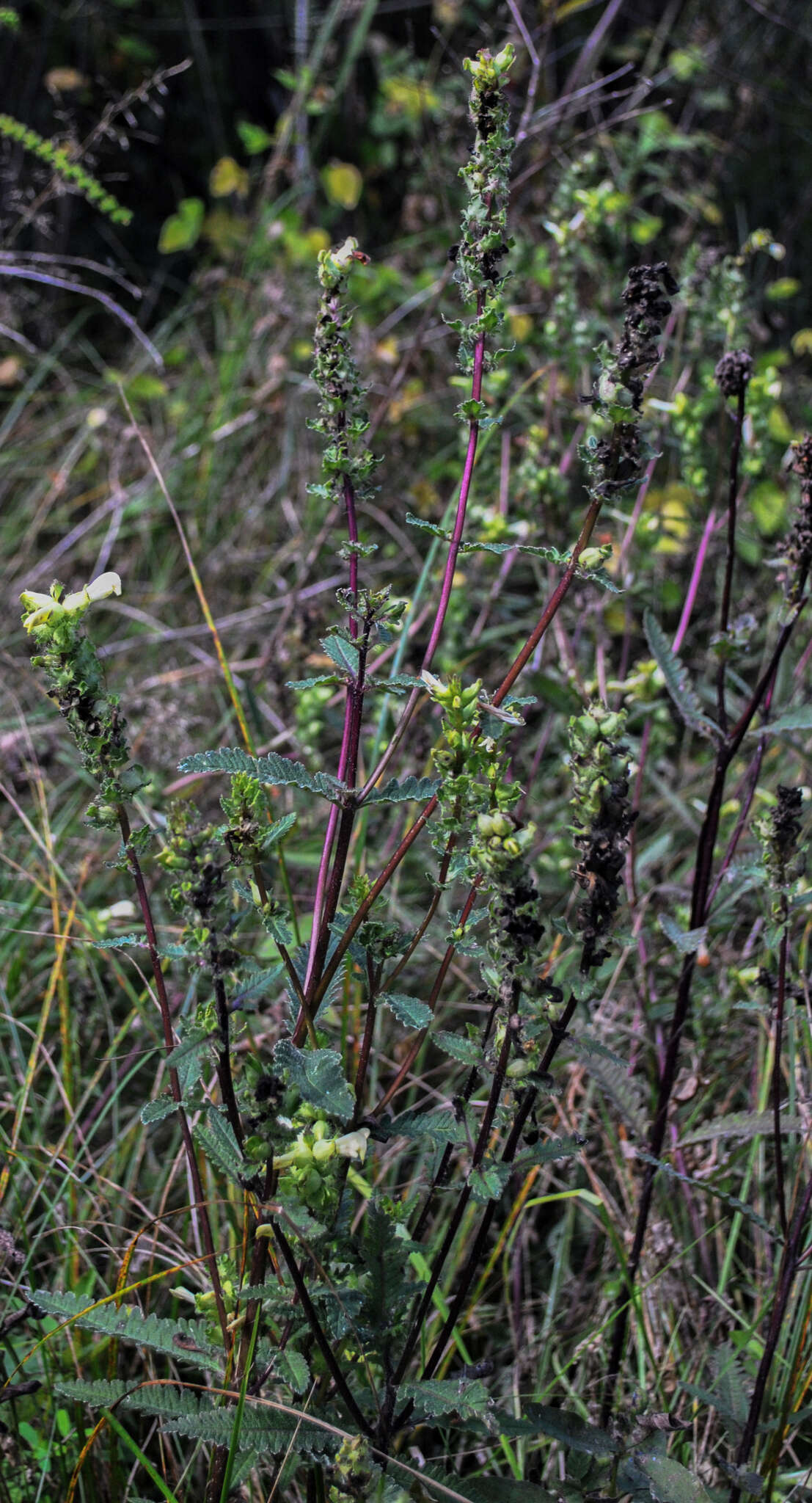 Image of swamp lousewort