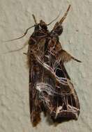 Image of Cutworm