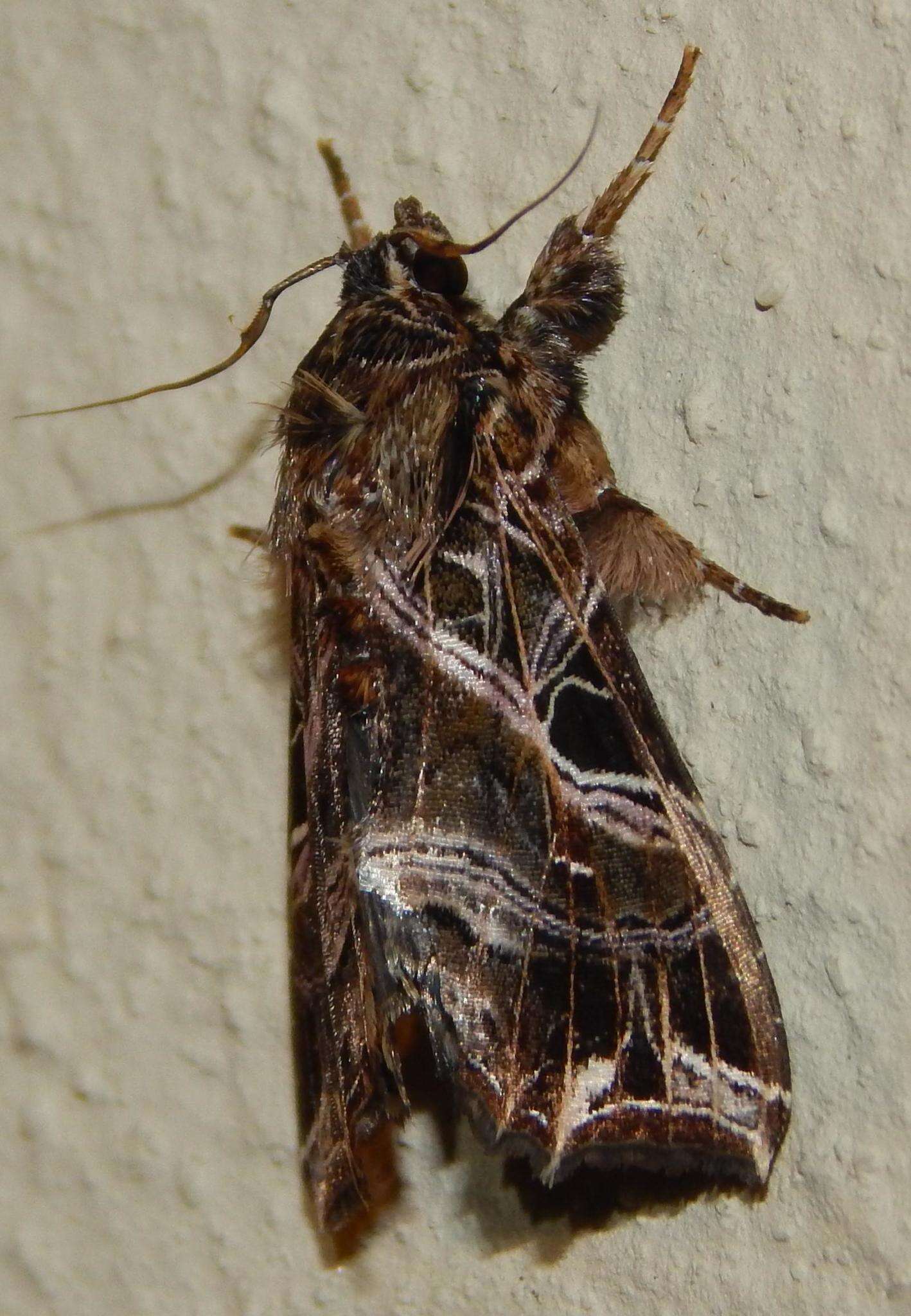 Image of Cutworm