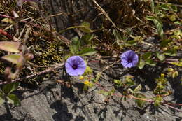 Image de Ipomoea deccana D. F. Austin