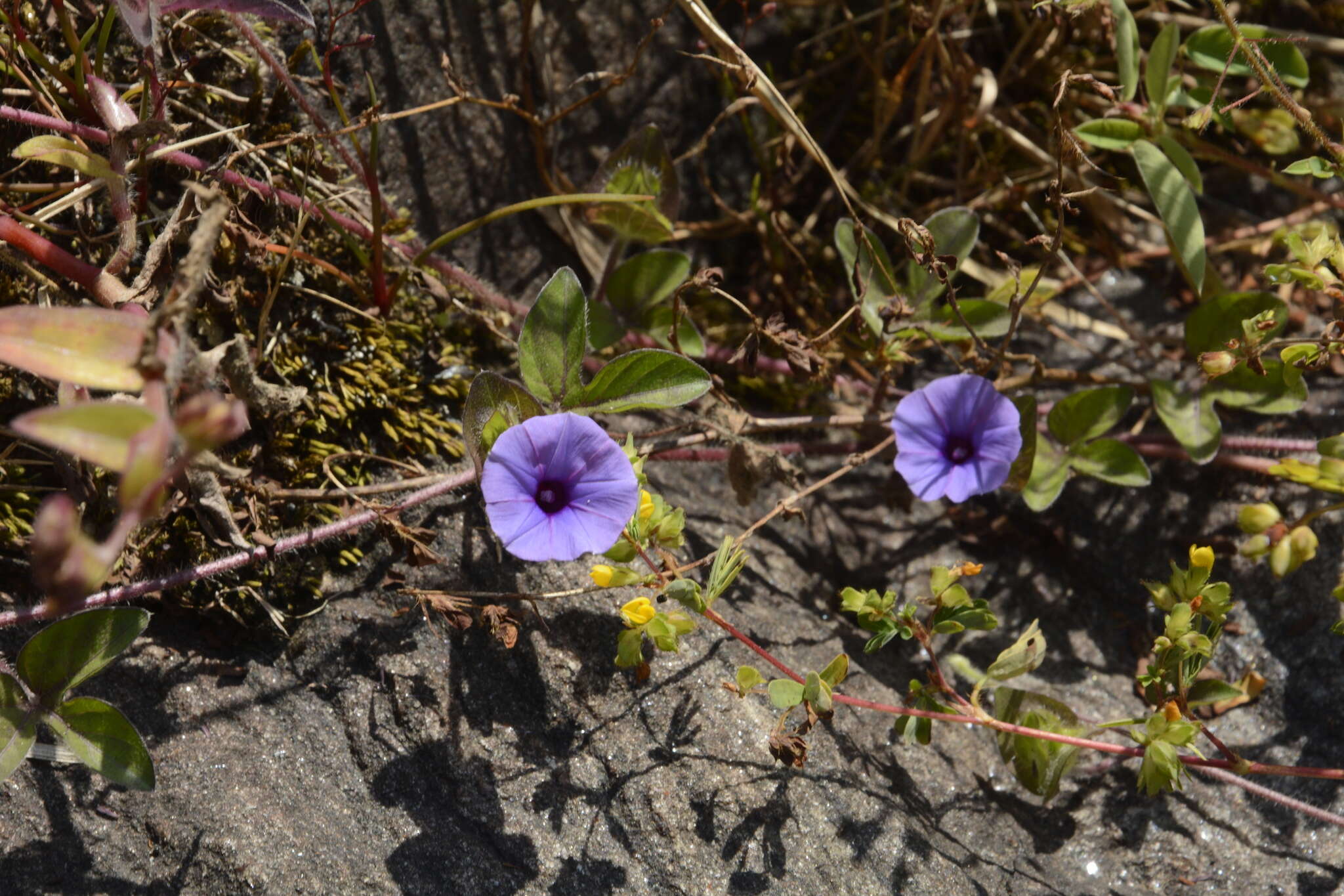 Sivun Ipomoea deccana D. F. Austin kuva