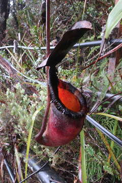 Image of Nepenthes kinabaluensis Sh. Kurata