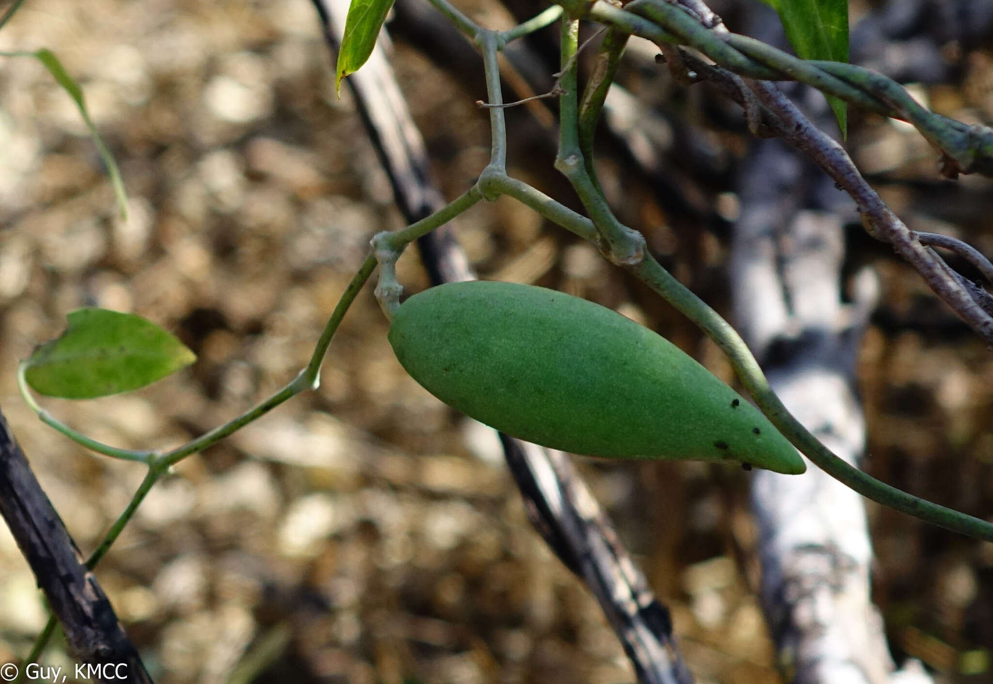 Image of Leptadenia madagascariensis Decne.